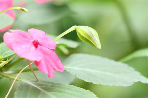 鳳仙花功效